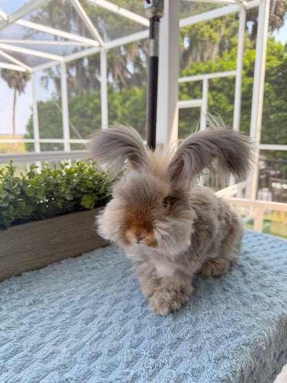 Agouti English Angora Buck for Sale | Kissimmee Florida | Nebula X Orion
