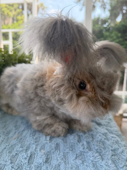 Agouti English Angora Buck for Sale | Kissimmee Florida | Nebula X Orion