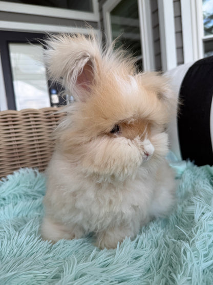 Orange (Fawn) VM Buck English Angora Bunny | Kissimmee, FL | Luna X Orion | Nox