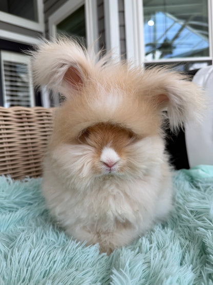 Orange (Fawn) VM Buck English Angora Bunny | Kissimmee, FL | Luna X Orion | Nox
