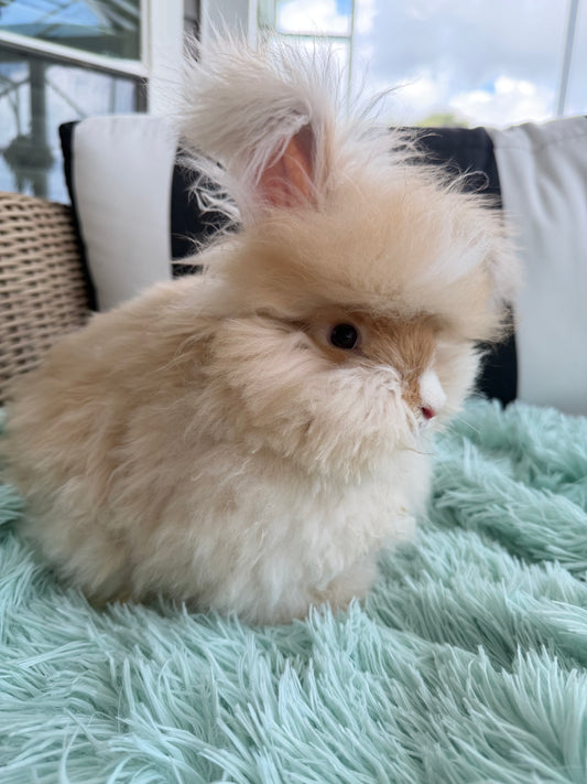 Orange (Fawn) VM Buck English Angora Bunny | Kissimmee, FL | Luna X Orion | Nox