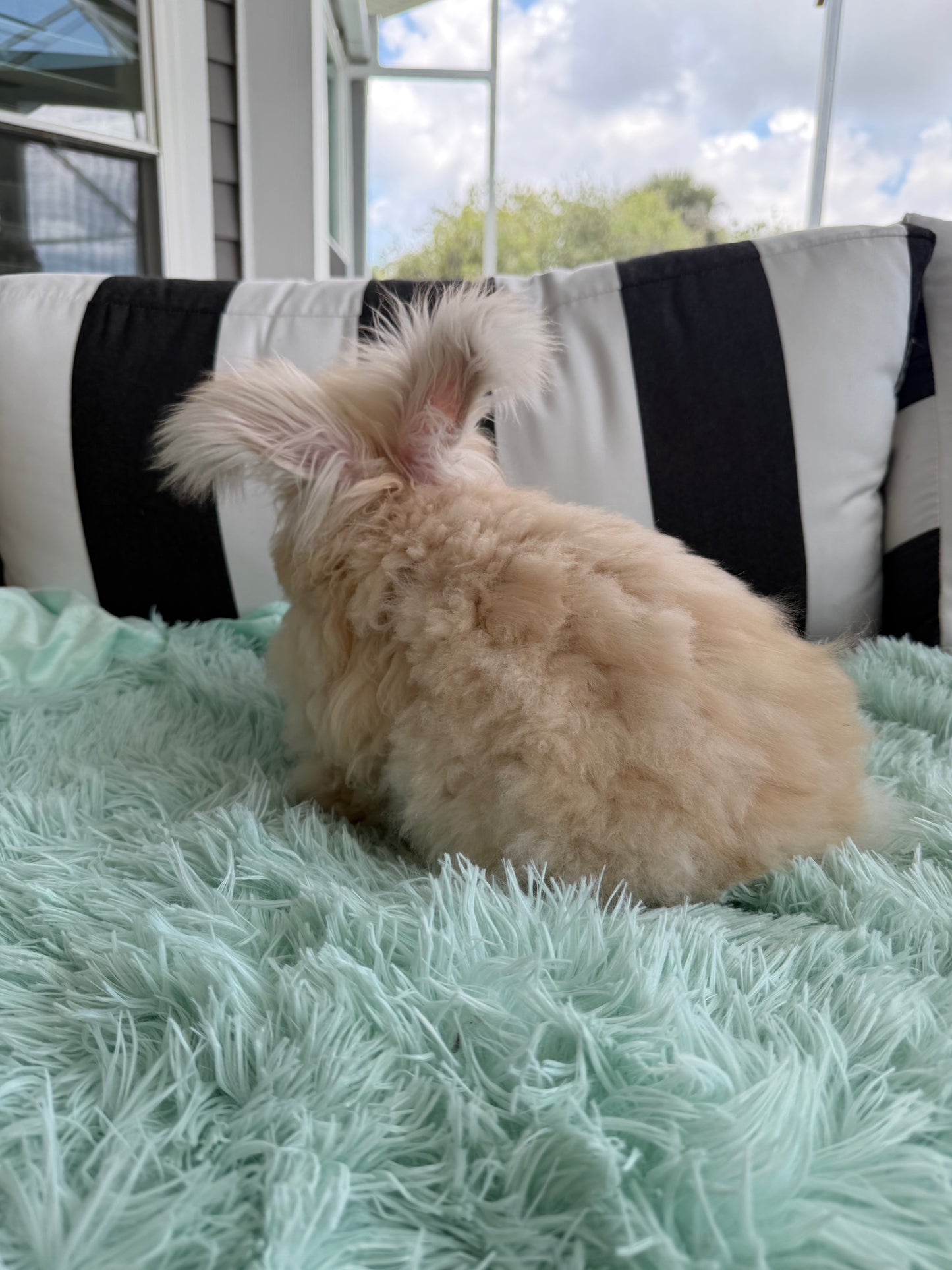 Orange (Fawn) VM Buck English Angora Bunny | Kissimmee, FL | Luna X Orion | Nox
