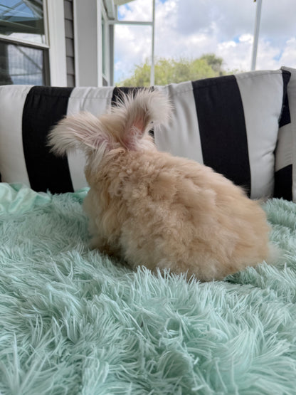Orange (Fawn) VM Buck English Angora Bunny | Kissimmee, FL | Luna X Orion | Nox