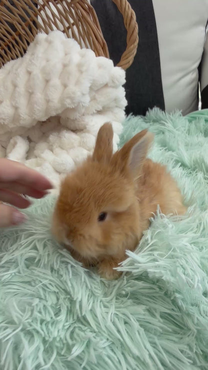 Tort English Angora Buck for Sale | Kissimmee Florida | Nebula X Waffles "Persimmon"