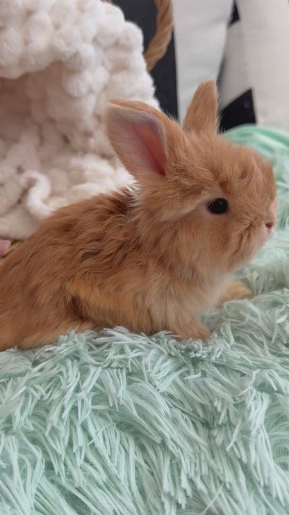 Red English Angora Buck for Sale | Kissimmee Florida | Nebula X Waffles "Tangelo"