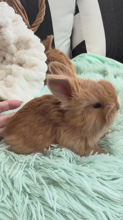 Chocolate Tort English Angora Doe for Sale | Kissimmee Florida | Nebula X Waffles "Clementine"