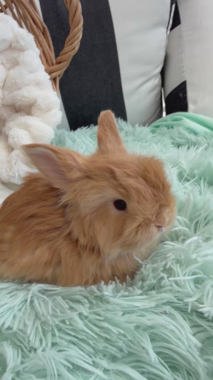 Red English Angora Buck for Sale | Kissimmee Florida | Nebula X Waffles "Tangelo"
